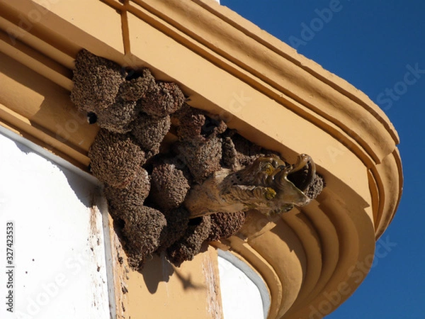 Obraz Swallow nests