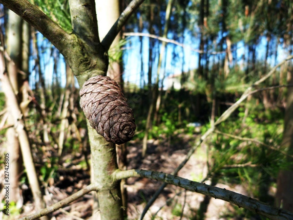 Obraz Pine cone