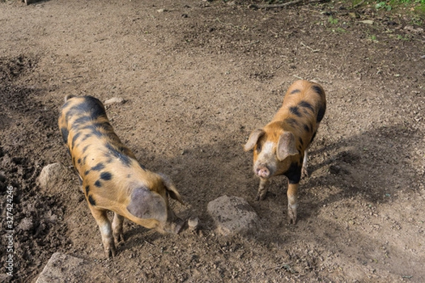 Fototapeta Schweinerei