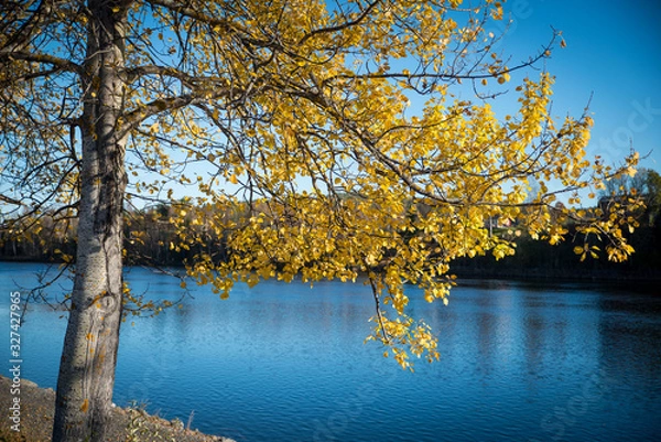 Fototapeta tree in autumn
