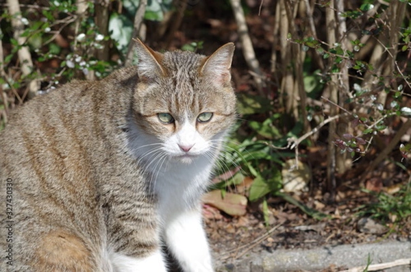Fototapeta 正面を向くネコ