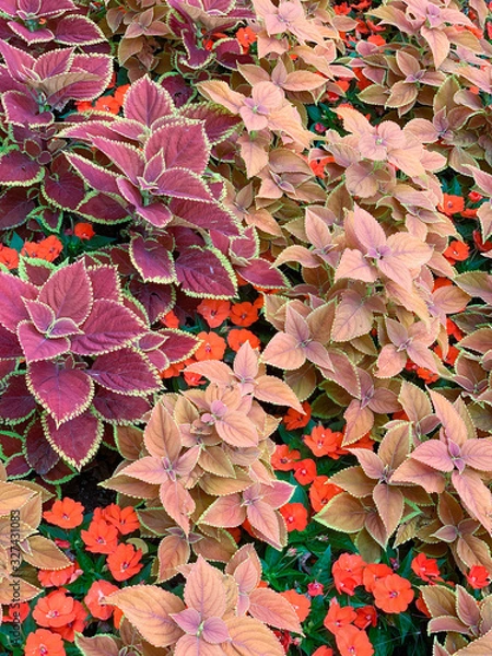 Fototapeta abstract floral background with autumn leaves