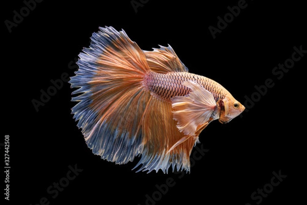 Fototapeta Beautiful colors"Halfmoon Betta" capture the moving moment beautiful of siam betta fish in thailand on black background