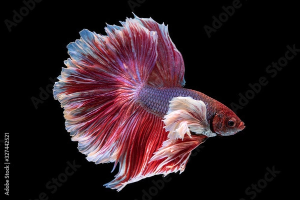 Fototapeta Beautiful colors"Halfmoon Betta" capture the moving moment beautiful of siam betta fish in thailand on black background