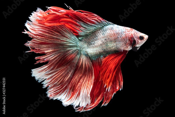 Fototapeta Beautiful colors"Halfmoon Betta" capture the moving moment beautiful of siam betta fish in thailand on black background