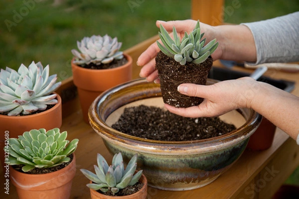 Obraz Decorating Succulent Pots