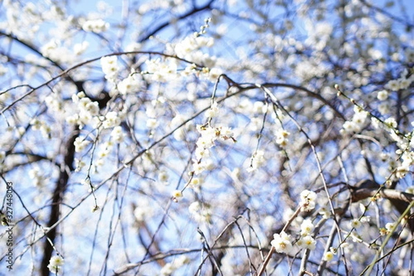 Fototapeta 京都のお庭