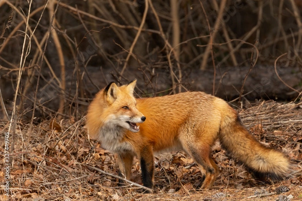 Obraz What's Back There