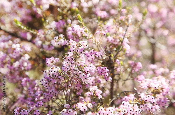 Fototapeta ジャノメエリカの花