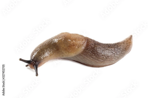 Obraz Slug isolated on white