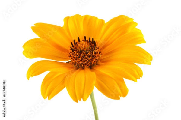 Obraz Growing yellow chamomile