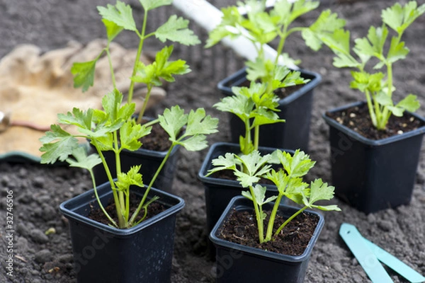 Fototapeta Young Celeriac Plants