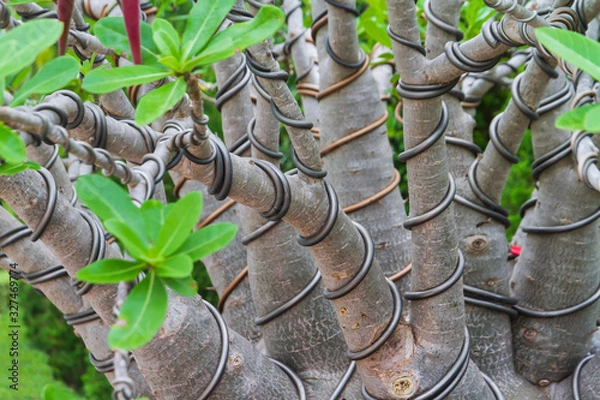 Obraz Azalea bonsai.