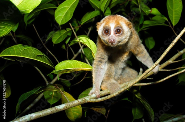Obraz Sunda loris (nycticebus coucang)
