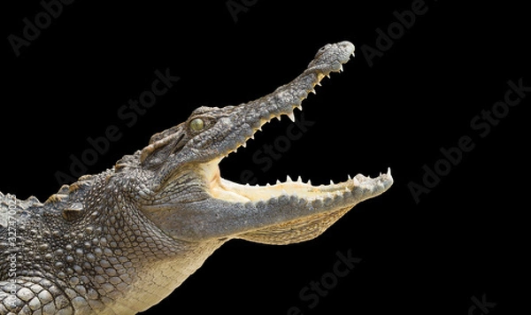 Obraz crocodile on a black background.
