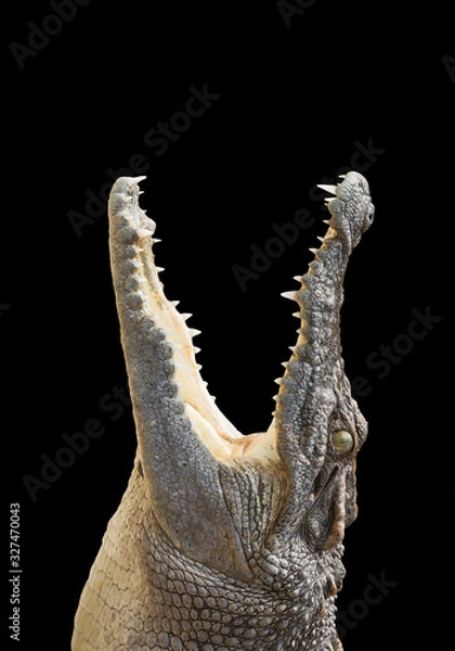 Obraz crocodile on a black background.