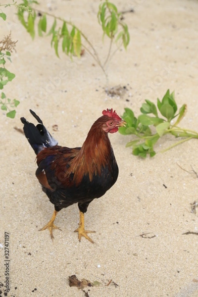 Obraz Chicken on the sand