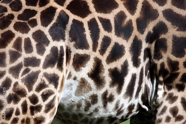 Obraz girafe détail robe