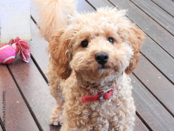 Fototapeta Cavoodle Pup