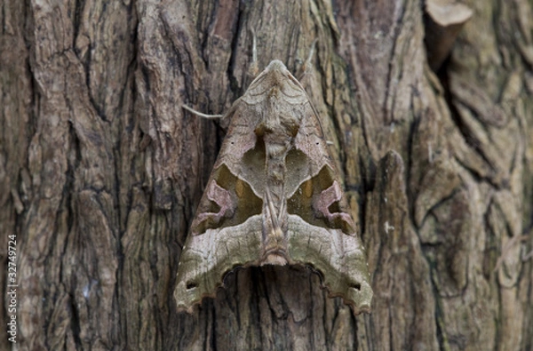Obraz Angle Shades (phlogophora meticulosa)