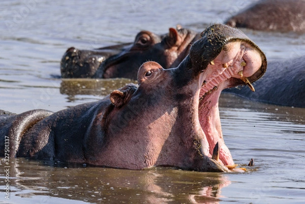 Fototapeta Portrait of an East African hippopotamus (H. a. kiboko) with open mouth in a small lake in the Ngorongoro crater