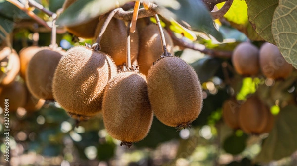 Obraz kiwis on the tree ready to harvest