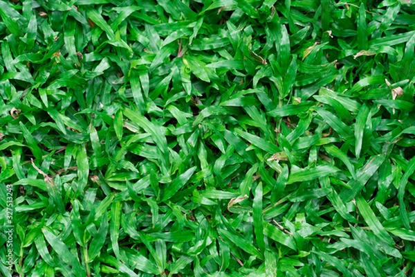 Fototapeta Top view of beautiful natural fresh green grass  lawn, backyard, field texture background.
