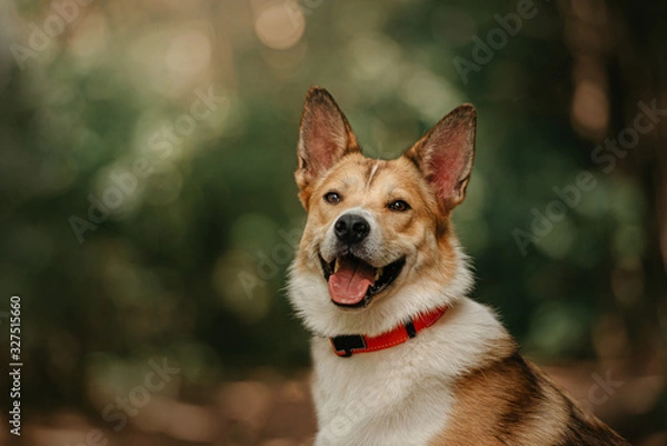 Obraz happy mixed breed dog in a collar posing outdoors