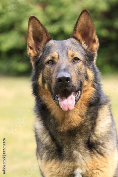 Obraz Deutscher Schäferhund