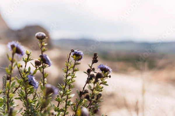 Obraz selective focus shot of wildflowers with a blurred background