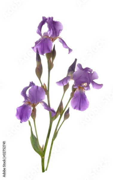 Fototapeta Irises stand