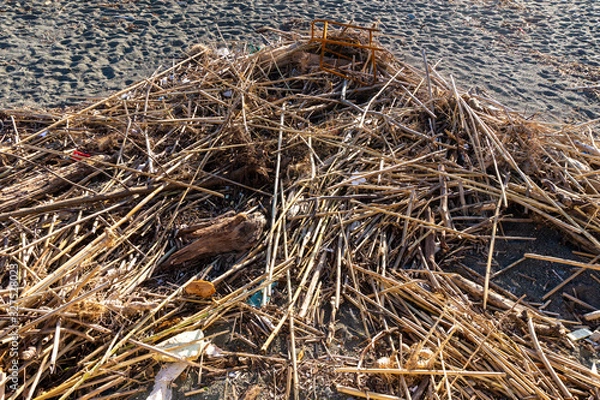 Obraz wood and waste left by the sea on the beach
