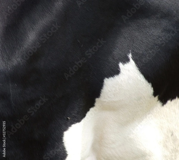 Fototapeta Kuhflecken