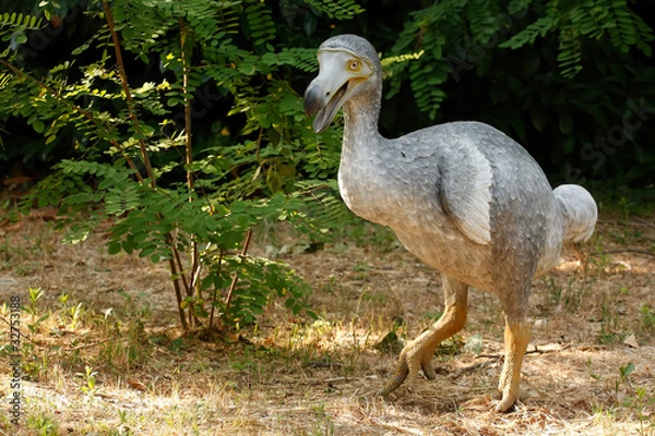 Obraz Reprodukcja Dodo