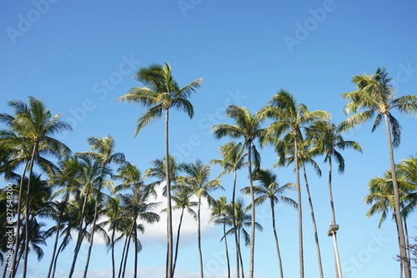 Obraz palm trees against blue sky