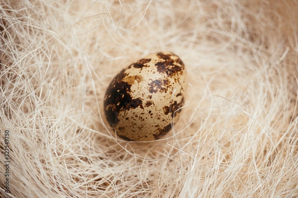 Fototapeta Quail egg in decorative straw nest