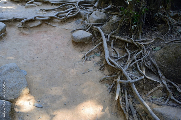 Obraz the curve of trees roots poked on soil at the walk way on moutain at national park in Thailand