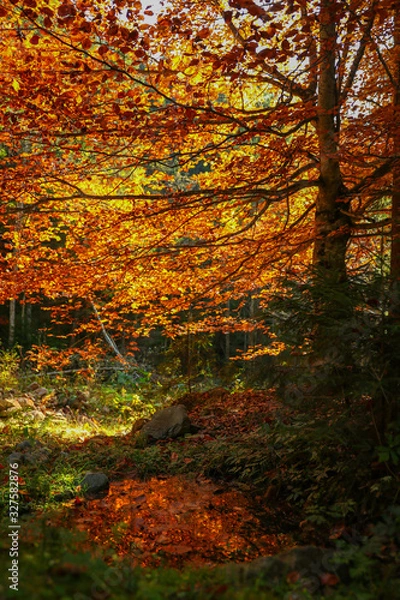 Obraz Autumn view from mountain in the forest