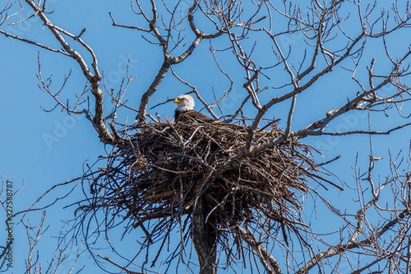 Obraz Bald Eagle on her nest.