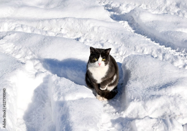 Fototapeta cat in snow