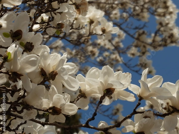 Obraz White Magnolia