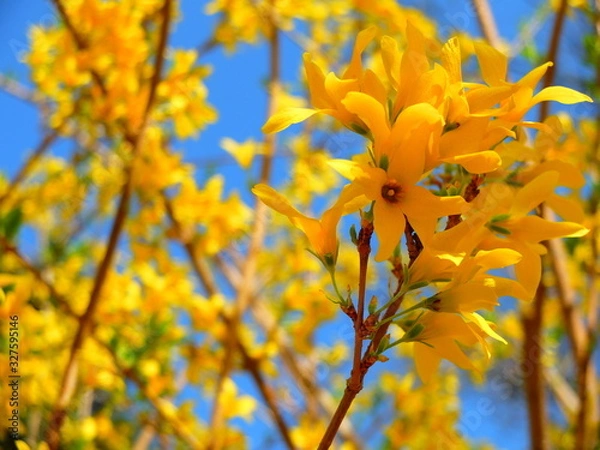 Obraz Bright Yellow Forsythia