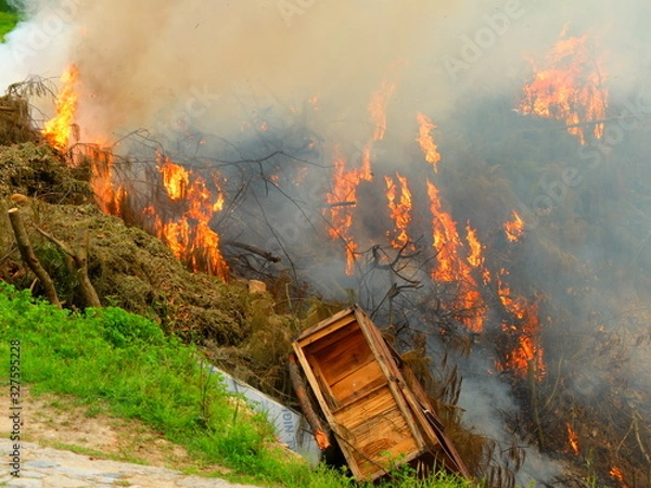 Obraz Fire in the forest