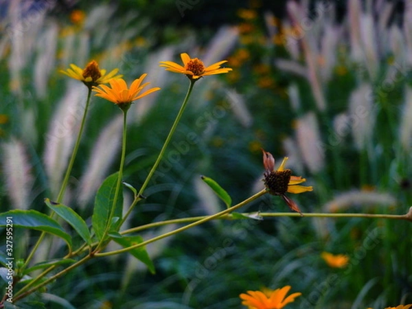 Obraz Summer flowers