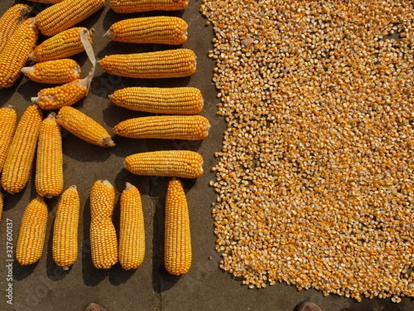 Obraz Corn on the cob