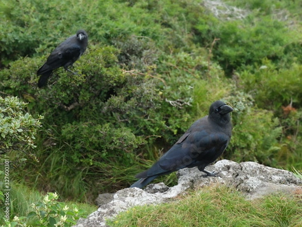 Obraz Pair of crows