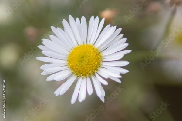Obraz daisy flower close up