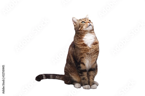 Fototapeta Katze blickt nach oben freigestellt vor weissem Hintergrund
