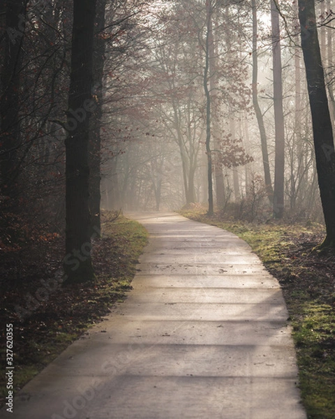 Obraz path in the woods