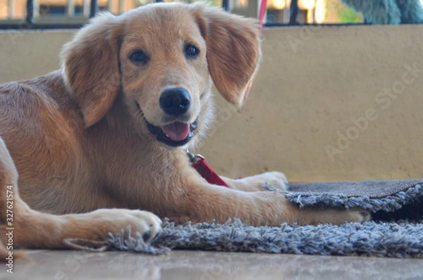 Fototapeta Smiling dog